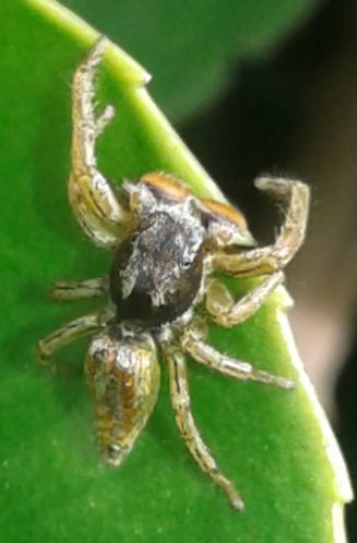 Salticidae : maschio di Marpissa pomatia?  S